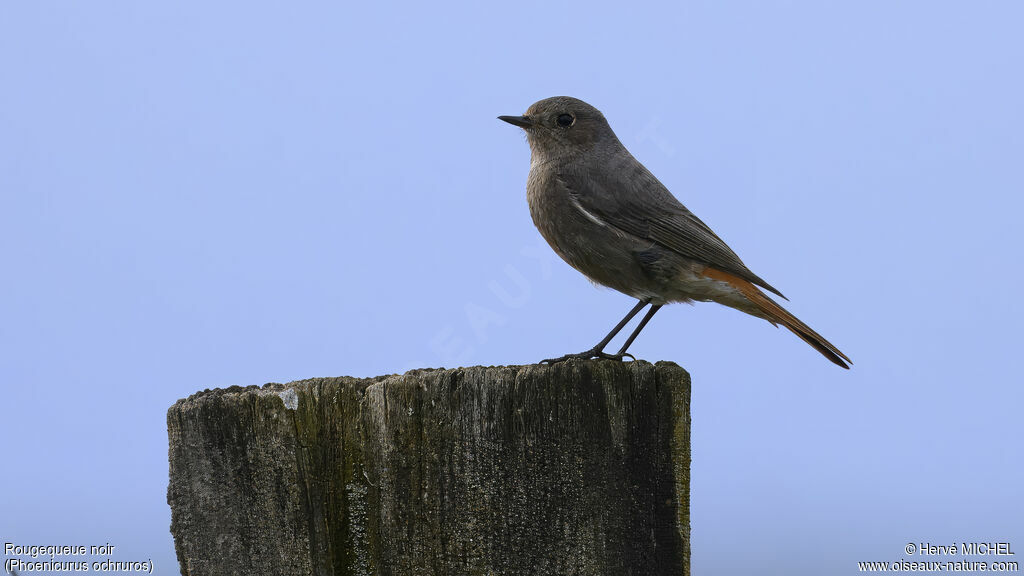 Black Redstart female adult