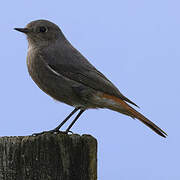 Black Redstart