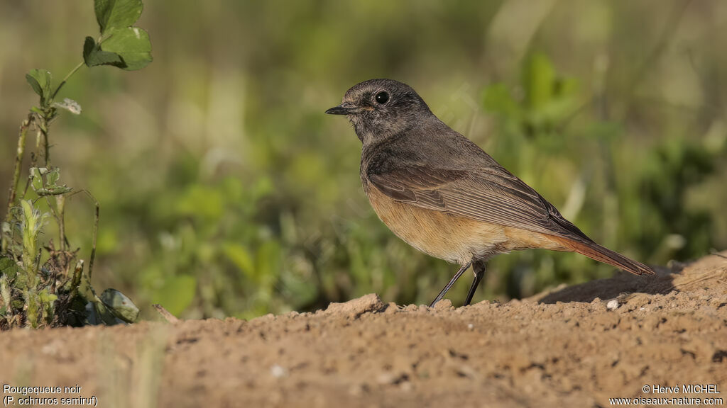 Black Redstart male subadult