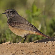 Black Redstart