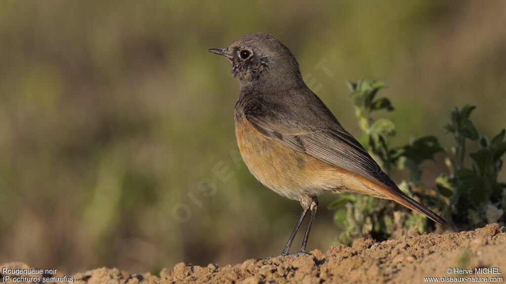 Black Redstart male subadult