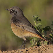 Black Redstart