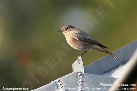 Black RedstartFirst year