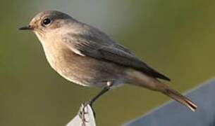 Black Redstart