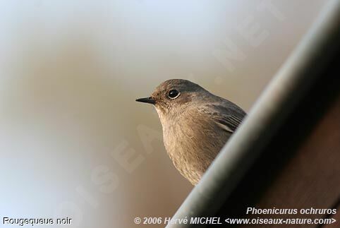 Black RedstartFirst year