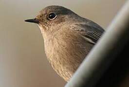 Black Redstart