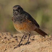 Black Redstart