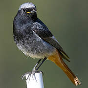 Black Redstart