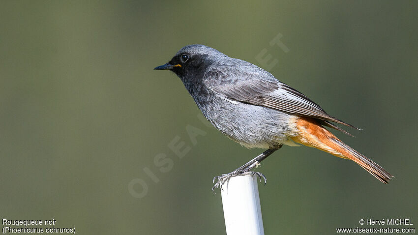 Black Redstart male adult