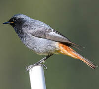 Black Redstart