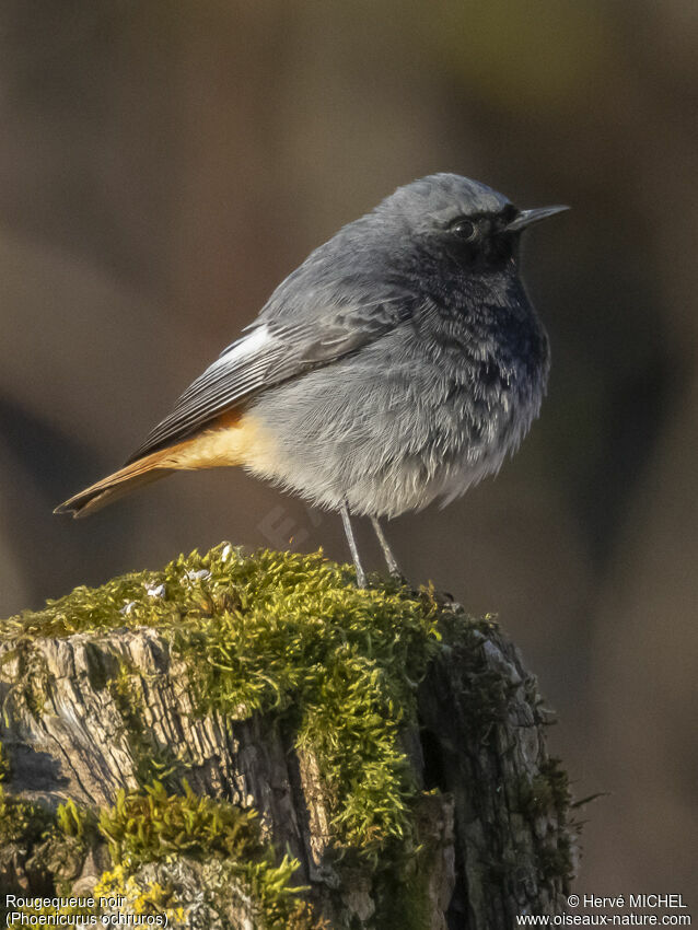 Black Redstart male adult breeding