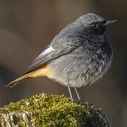 Black Redstart