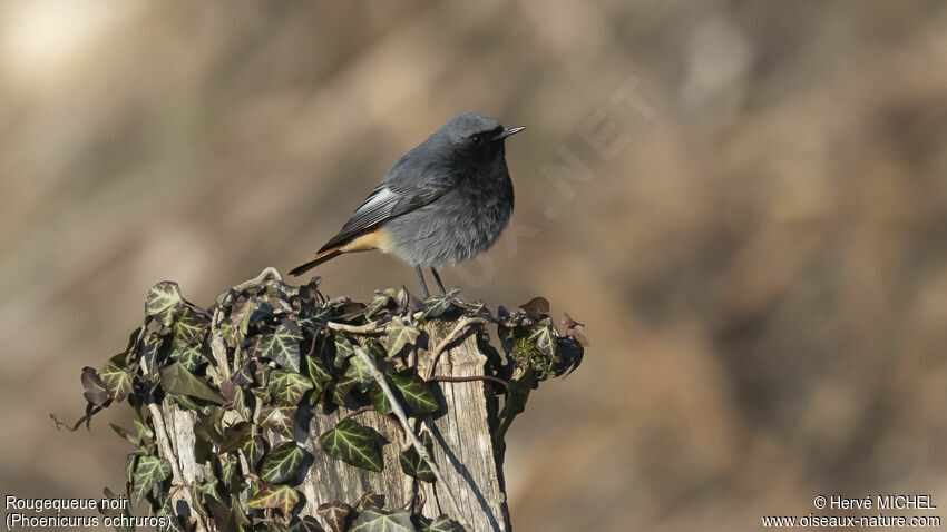 Black Redstart male adult breeding