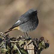 Black Redstart