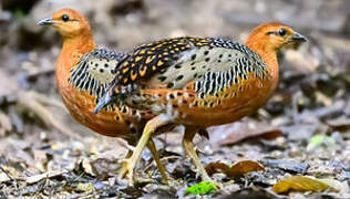 Ferruginous Partridge