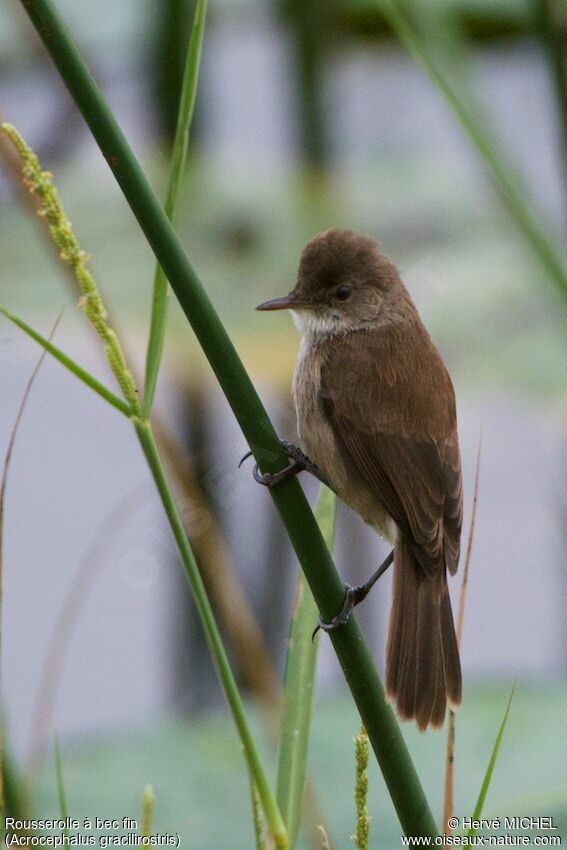 Lesser Swamp Warbler