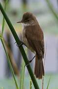 Lesser Swamp Warbler