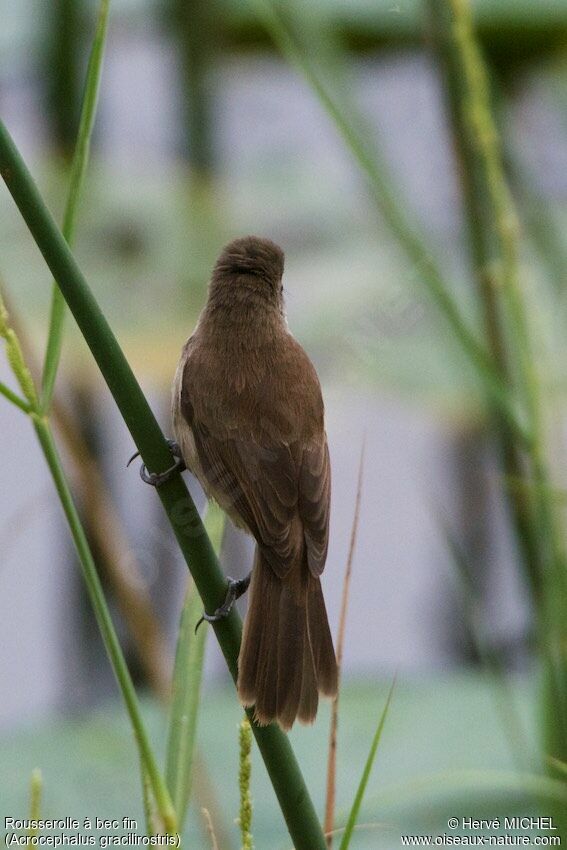 Lesser Swamp Warbler