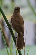 Lesser Swamp Warbler