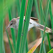 Rousserolle à bec fin