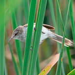 Rousserolle à bec fin
