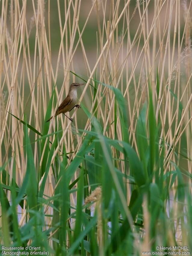 Oriental Reed Warbler male adult breeding