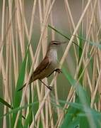 Oriental Reed Warbler