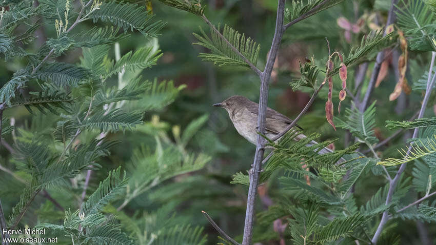 Rousserolle de Newtonadulte, habitat