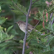 Madagascar Swamp Warbler