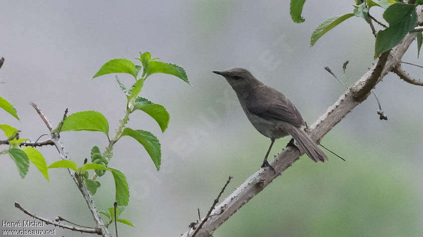 Madagascar Swamp Warbleradult