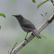 Madagascar Swamp Warbler