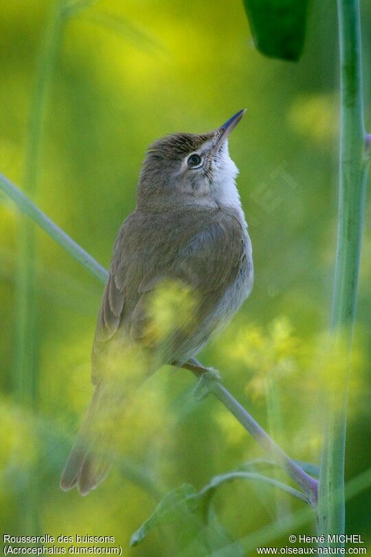 Blyth's Reed Warbler male adult