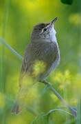 Blyth's Reed Warbler