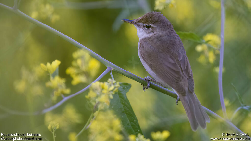 Blyth's Reed Warbler