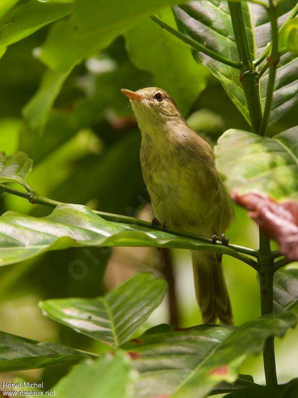 Seychelles Warbler, habitat