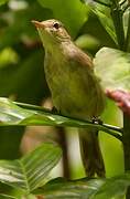 Seychelles Warbler