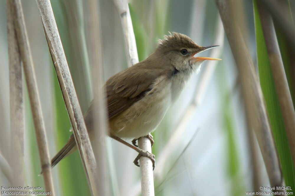 Eurasian Reed Warbler male adult breeding