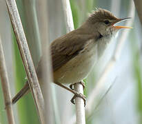 Eurasian Reed Warbler