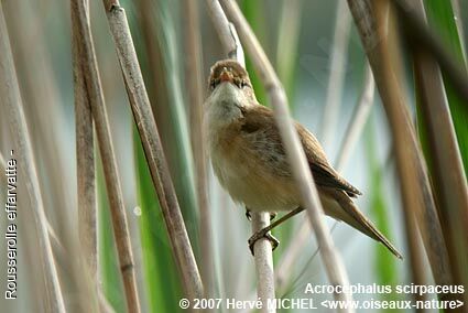 Common Reed Warbler male adult breeding