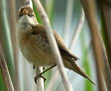 Common Reed Warbler