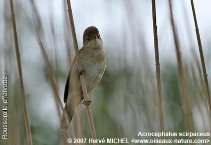 Eurasian Reed Warbler male adult breeding