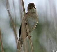 Eurasian Reed Warbler