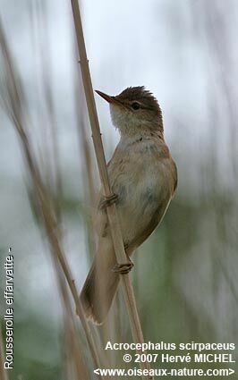 Eurasian Reed Warbler male adult breeding