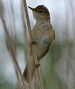 Eurasian Reed Warbler