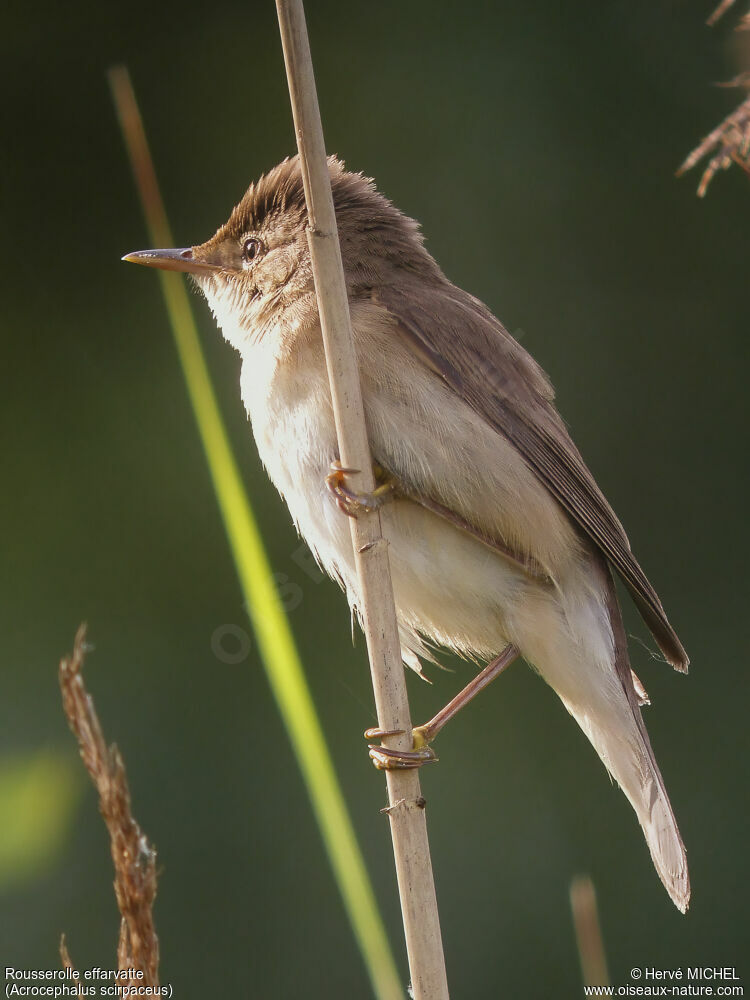 Eurasian Reed Warbler male adult breeding