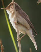 Common Reed Warbler