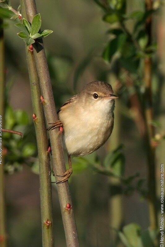 Common Reed Warbleradult