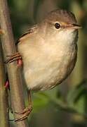 Eurasian Reed Warbler