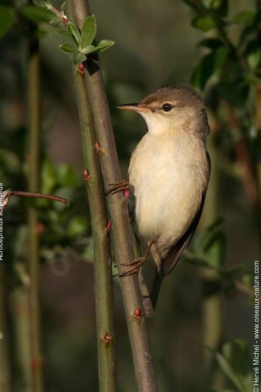 Eurasian Reed Warbleradult