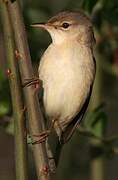 Common Reed Warbler